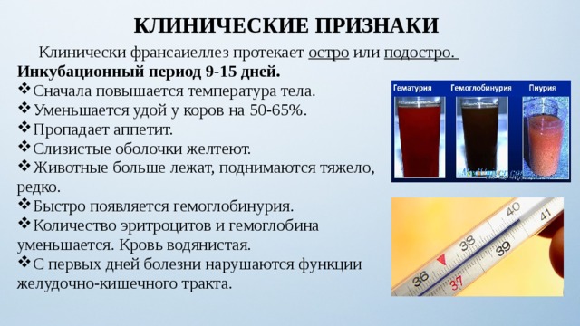 КЛИНИЧЕСКИЕ ПРИЗНАКИ  Клинически франсаиеллез протекает остро или подостро.  Инкубационный период 9-15 дней. Сначала повышается температура тела. Уменьшается удой у коров на 50-65%. Пропадает аппетит. Слизистые оболочки желтеют. Животные больше лежат, поднимаются тяжело, редко. Быстро появляется гемоглобинурия. Количество эритроцитов и гемоглобина уменьшается. Кровь водянистая. С первых дней болезни нарушаются функции желудочно-кишечного тракта. 