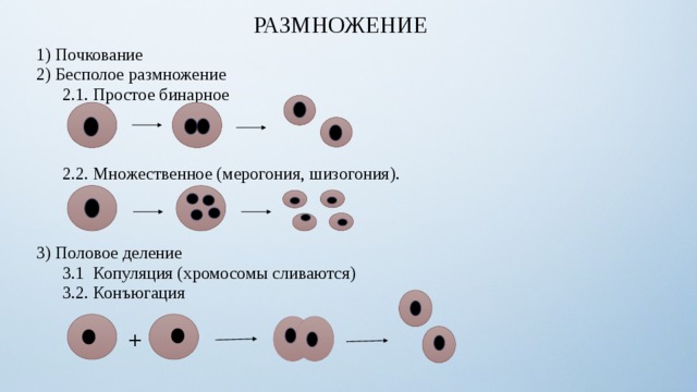 Размножение 2 вариант. Множественное деление у простейших. Копуляция это бесполое размножение. Размножение эндогония. Схема множественного деления.