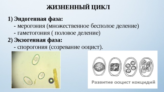 ЖИЗНЕННЫЙ ЦИКЛ Эндогенная фаза:  - мерогония (множественное бесполое деление)  - гаметогония ( половое деление) Экзогенная фаза:  - спорогония (созревание ооцист). 