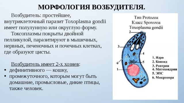 МОРФОЛОГИЯ ВОЗБУДИТЕЛЯ.  Возбудитель: простейшее, внутриклеточный паразит Toxoplasma gondii имеет полулунную или округлую форму.  Токсоплазмы покрыты двойной пелликулой, паразитируют в мышечных, нервных, печеночных и почечных клетках, где образуют цисты.  Возбудитель имеет 2-х хозяев : дефинитивного — кошку, промежуточного, которым могут быть домашние, промысловые, дикие птицы, также человек. 