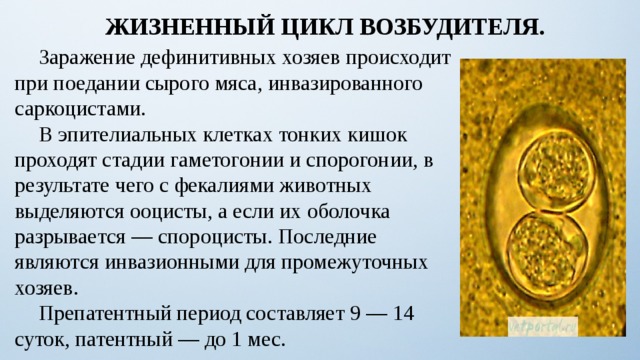 ЖИЗНЕННЫЙ ЦИКЛ ВОЗБУДИТЕЛЯ.  Заражение дефинитивных хозяев происходит при поедании сырого мяса, инвазированного саркоцистами.  В эпителиальных клетках тонких кишок проходят стадии гаметогонии и спорогонии, в результате чего с фекалиями животных выделяются ооцисты, а если их оболочка разрывается — спороцисты. Последние являются инвазионными для промежуточных хозяев.  Препатентный период составляет 9 — 14 суток, патентный — до 1 мес. 