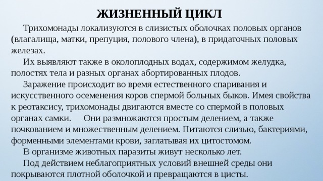 ЖИЗНЕННЫЙ ЦИКЛ  Трихомонады локализуются в слизистых оболочках половых органов (влагалища, матки, препуция, полового члена), в придаточных половых железах.  Их выявляют также в околоплодных водах, содержимом желудка, полостях тела и разных органах абортированных плодов.  Заражение происходит во время естественного спаривания и искусственного осеменения коров спермой больных быков. Имея свойства к реотаксису, трихомонады двигаются вместе со спермой в половых органах самки.  Они размножаются простым делением, а также почкованием и множественным делением. Питаются слизью, бактериями, форменными элементами крови, заглатывая их цитостомом.  В организме животных паразиты живут несколько лет.  Под действием неблагоприятных условий внешней среды они покрываются плотной оболочкой и превращаются в цисты. 