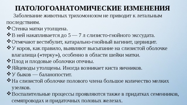 ПАТОЛОГОАНАТОМИЧЕСКИЕ ИЗМЕНЕНИЯ   Заболевание животных трихомонозом не приводит к летальным последствиям. Стенка матки утолщена. В ней накапливается до 5 — 7 л слизисто-гнойного экссудата. Отмечают вестибулит, катарально-гнойный вагинит, цервицит. У коров, как правило, выявляют высыпание на слизистой оболочке влагалища («терку»), особенно в области шейки матки. Плод и плодовые оболочки отечны. Яйцеводы утолщены. Иногда возникает киста яичников. У быков — баланопостит. На слизистой оболочке полового члена большое количество мелких узелков. Воспалительные процессы проявляются также в придатках семенников, семяпроводах и придаточных половых железах. 