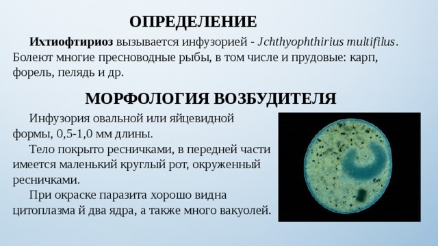 ОПРЕДЕЛЕНИЕ  Ихтиофтириоз  вызывается инфузорией - Jchthyophthirius multifilus . Болеют многие пресноводные рыбы, в том числе и прудовые: карп, форель, пелядь и др. МОРФОЛОГИЯ ВОЗБУДИТЕЛЯ  Инфузория овальной или яйцевидной формы, 0,5-1,0 мм длины.  Тело покрыто ресничками, в передней части имеется маленький круглый рот, окруженный ресничками.  При окраске паразита хорошо видна цитоплазма й два ядра, а также много вакуолей. 