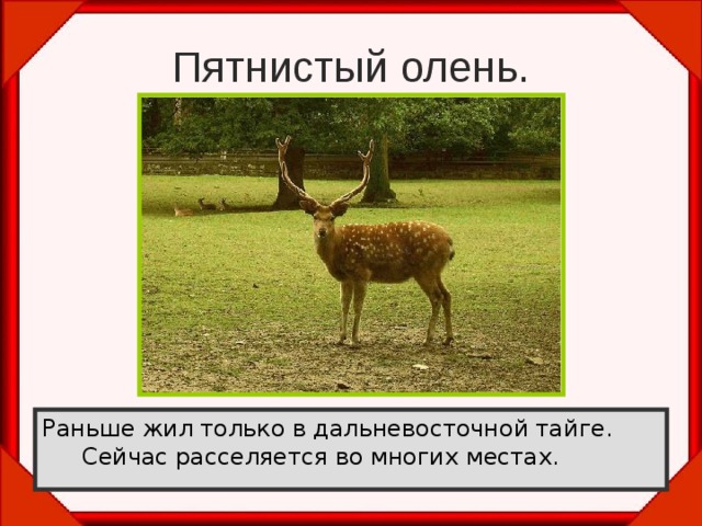 Пятнистый олень. Раньше жил только в дальневосточной тайге. Сейчас расселяется во многих местах. 