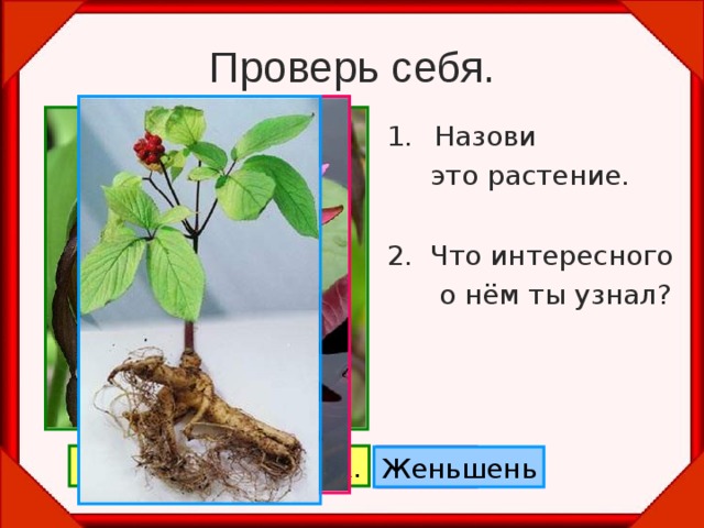 Проверь себя. Назови  это растение. 2. Что интересного  о нём ты узнал? Венерин башмачок. Лотос Женьшень 