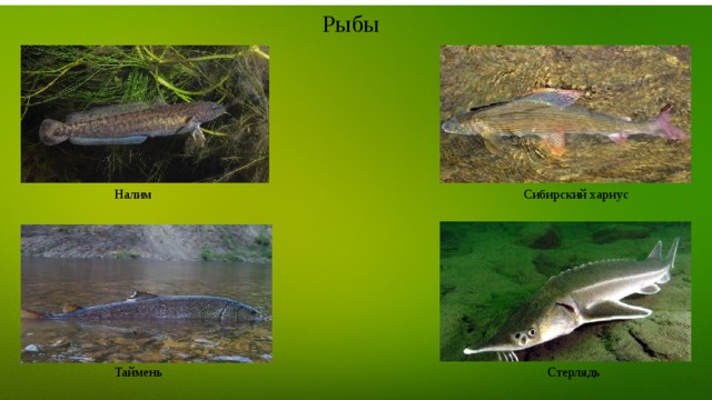 Рыбы  Налим Сибирский хариус  Таймень Стерлядь 