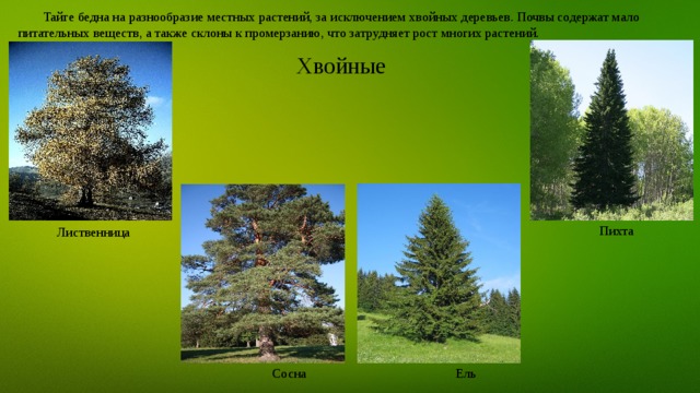 Преобладают хвойные деревья природная зона