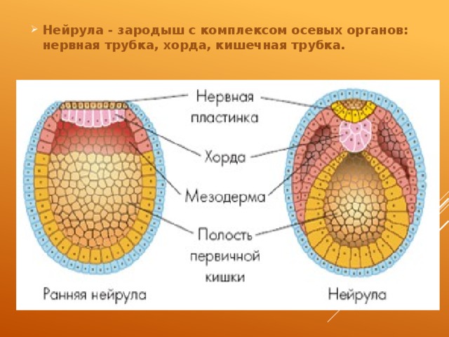 Нейрула - зародыш с комплексом осевых органов: нервная трубка, хорда, кишечная трубка. 