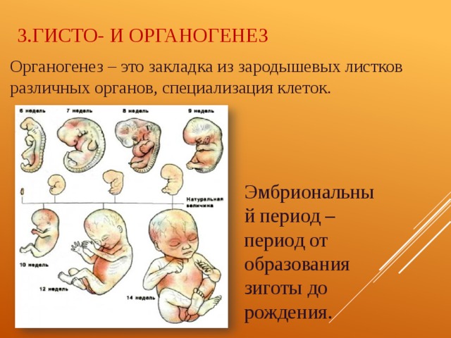 Органогенез – это закладка из зародышевых листков различных органов, специализация клеток. 3.Гисто- и органогенез Эмбриональный период – период от образования зиготы до рождения. 
