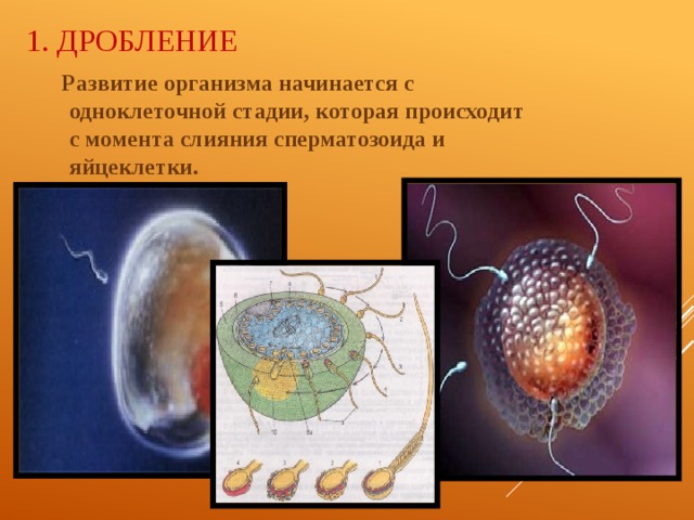 1. Дробление  Развитие организма начинается с одноклеточной стадии, которая происходит с момента слияния сперматозоида и яйцеклетки. 