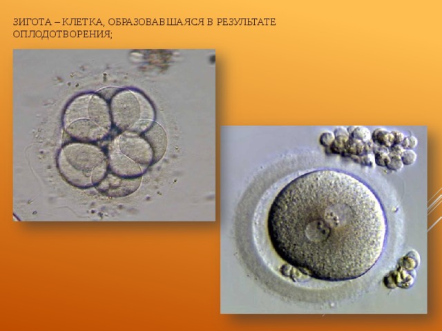 В результате оплодотворения образуется. Клетка зигота. Зигота клетка образовавшаяся. Зигота образуется. В результате оплодотворения образуется зигота.
