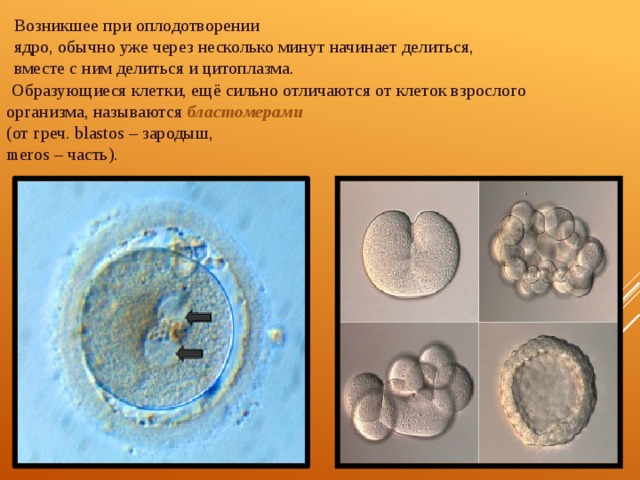 Возникшее при оплодотворении ядро, обычно уже через несколько минут начинает делиться, вместе с ним делиться и цитоплазма.  Образующиеся клетки, ещё сильно отличаются от клеток взрослого организма, называются  бластомерами  (от греч. blastos – зародыш, meros – часть). 