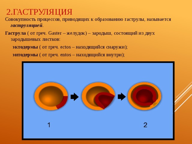 2.Гаструляция Совокупность процессов, приводящих к образованию гаструлы, называется гаструляцией . Гаструла ( от греч. Gaster – желудок) – зародыш, состоящий из двух зародышевых листков:  эктодермы ( от греч. ectos – находящийся снаружи);  энтодермы ( от греч. entos – находящийся внутри); 
