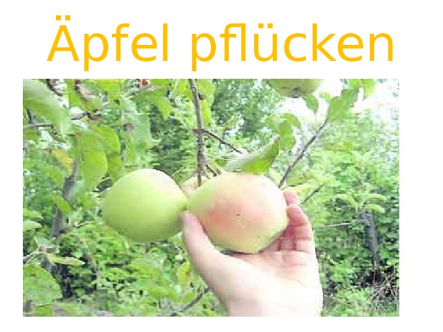 Äpfel pflücken 
