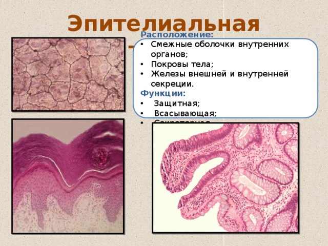 Эпителиальная ткань Расположение: Смежные оболочки внутренних органов; Покровы тела; Железы внешней и внутренней секреции. Функции:  Защитная;  Всасывающая;  Секреторная. 