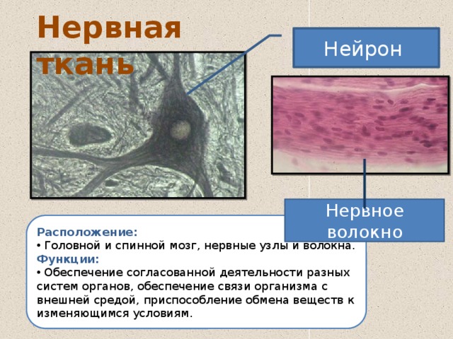 Местоположение клетки. Расположение нервной ткани. Нервная ткань расположение и функции. Расположение нервной ткани в организме человека. Нервная ткань ткань расположение.