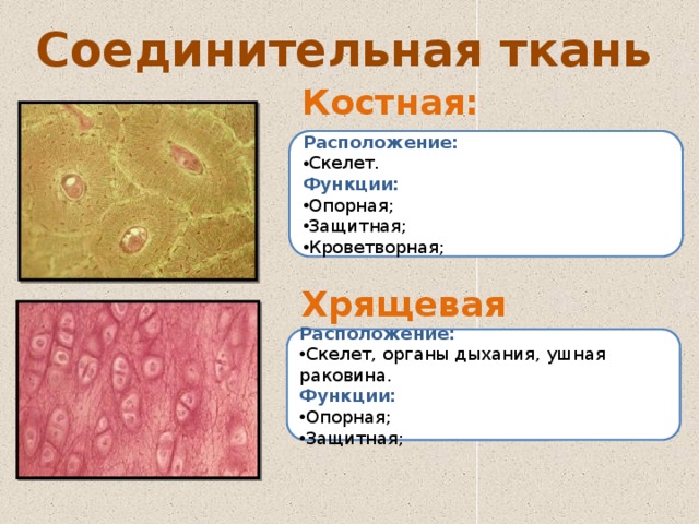 Ткани человека презентация 8 класс биология