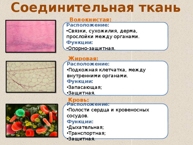 Расположение тканей