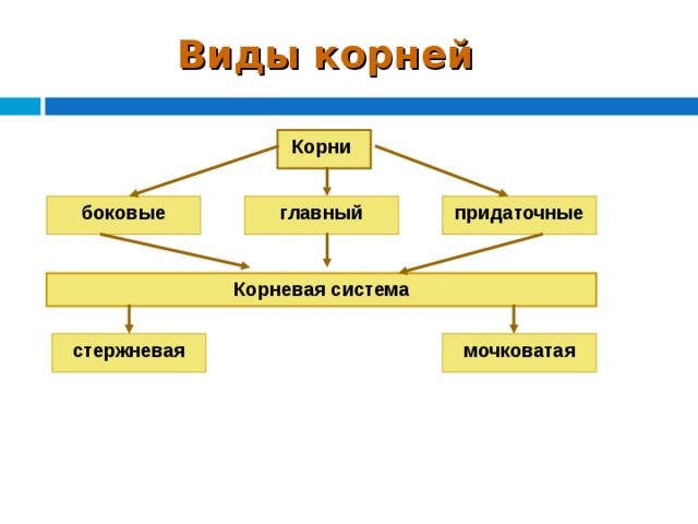 Виды корней Корни придаточные боковые главный Корневая система стержневая мочковатая 