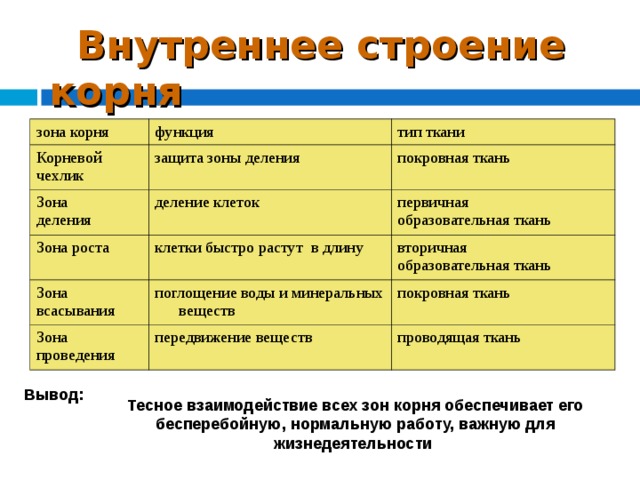 Сделай вывод о строении. Внутреннее строение корня 6 класс таблица биология. Таблица 