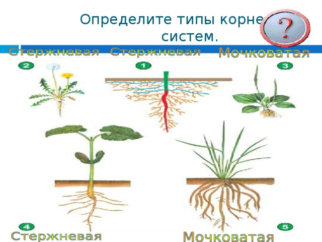  Определите типы корневых  систем.   