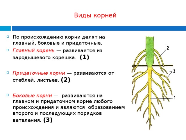 Виды корней По происхождению корни делят на главный, боковые и придаточные. Главный корень — развивается из зародышевого корешка. (1)  Придаточные корни — развиваются от стеблей, листьев. (2)  Боковые корни — развиваются на главном и придаточном корне любого происхождения и являются образованием второго и последующих порядков ветвления. (3)  