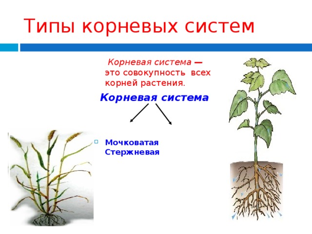 Типы корневых систем  Корневая система — это совокупность всех корней растения. Корневая система   Мочковатая Стержневая   