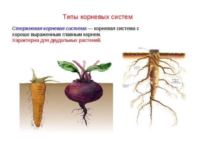 Типы корневых систем Стержневая корневая система — корневая система с хорошо выраженным главным корнем. Характерна для двудольных растений.  