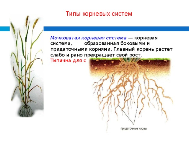 Типы корневых систем Мочковатая корневая система — корневая система, образованная боковыми и придаточными корнями. Главный корень растет слабо и рано прекращает свой рост.  Типична для однодольных растений.    