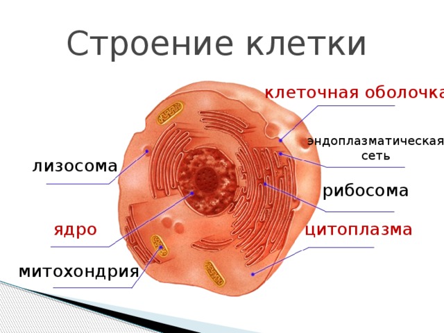 Строение клетки клеточная оболочка эндоплазматическая сеть лизосома рибосома цитоплазма ядро митохондрия 