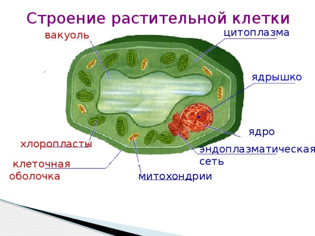 Строение растительной клетки цитоплазма вакуоль ядрышко ядро хлоропласты эндоплазматическая сеть  клеточная оболочка митохондрии 