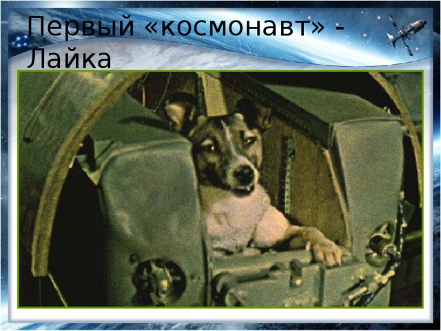 Первый «космонавт» - Лайка 