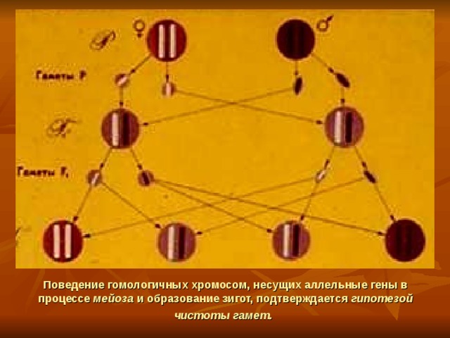 После слияния гамет образуется особая клетка. Закона чистоты гамет и его цитологическую основу. Схема гипотезы чистоты гамет. Гипотеза чистоты гамет Менделя. Закон гипотезы чистоты гамет.