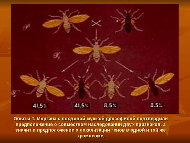 Дрозофила как объект генетических исследований презентация