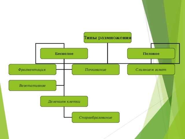 Вегетативное деление. Интеллект карта бесполое размножение. Вегетативное размножение гаметы. Фрагментация половое или бесполое. Размножение крапивы половое бесполое вегетативное.