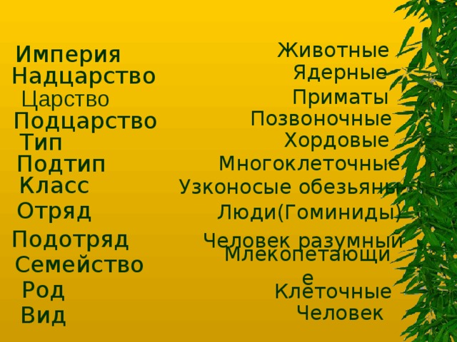 Царство животных класс вид род семейство