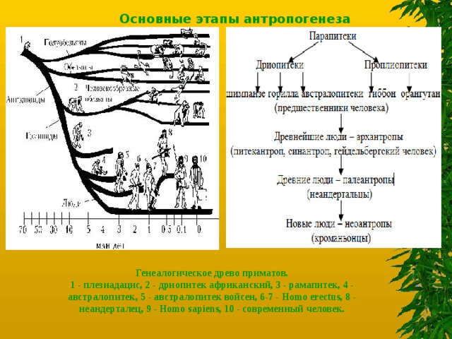 Стадии антропогенеза человека схема