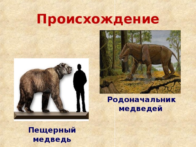 Происхождение Родоначальник медведей  Пещерный медведь