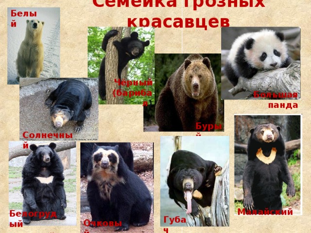 Семейка грозных красавцев Бурый Губач Белый Чёрный (барибал ) Большая панда Солнечный  Малайский Белогрудый (гималайский) Очковый