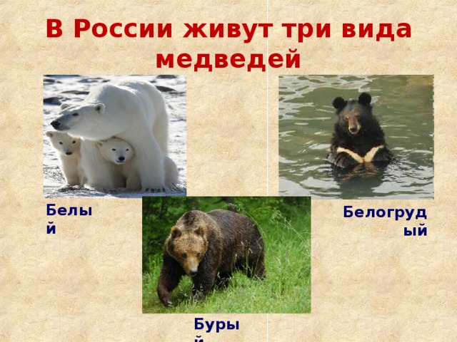 Белый В России живут три вида медведей Белогрудый  Бурый