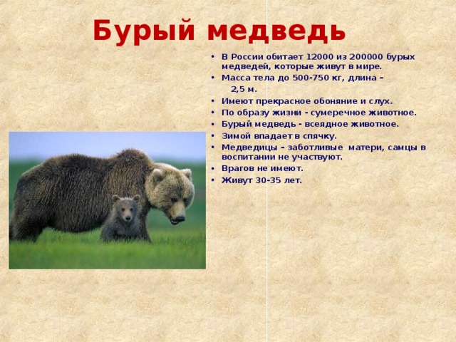 Бурый медведь В России обитает 12000 из 200000 бурых медведей, которые живут в мире. Масса тела до 500-750 кг, длина –  2,5 м.