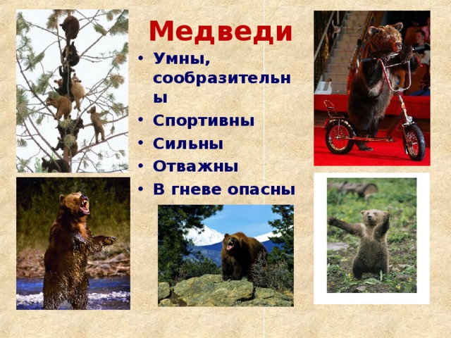 Медведи