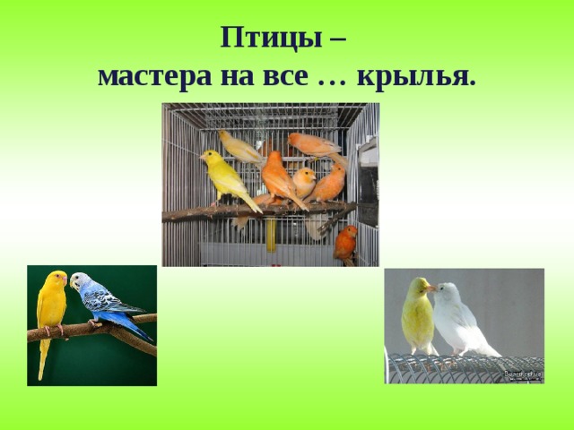 Птицы –  мастера на все … крылья.