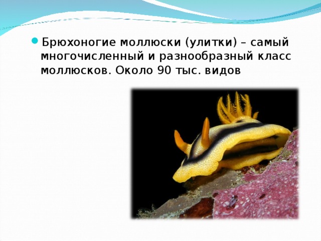 Брюхоногие моллюски (улитки) – самый многочисленный и разнообразный класс моллюсков. Около 90 тыс. видов