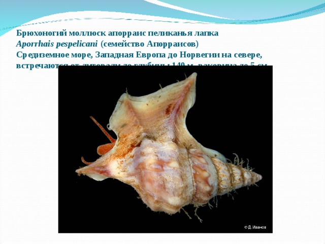 Брюхоногий моллюск апорраис пеликанья лапка   Aporrhais pespelicani  (семейство Апорраисов)   Средиземное море, Западная Европа до Норвегии на севере, встречаются от литорали до глубины 140 м, раковина до 5 см. 