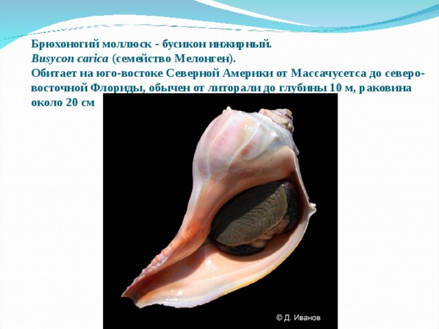 Брюхоногий моллюск - бусикон инжирный.  Busycon carica  (семейство Мелонген).   Обитает на юго-востоке Северной Америки от Массачусетса до северо-восточной Флориды, обычен от литорали до глубины 10 м, раковина около 20 см 