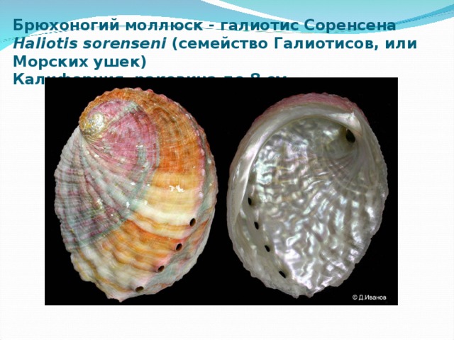 Брюхоногий моллюск - галиотис Соренсена   Haliotis sorenseni  (семейство Галиотисов, или Морских ушек)  Калифорния, раковина до 8 см. 