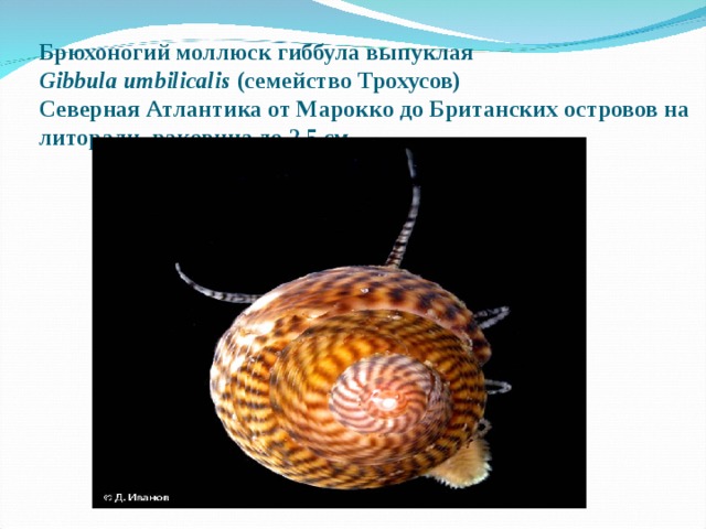 Брюхоногий моллюск гиббула выпуклая   Gibbula umbilicalis  (семейство Трохусов)   Северная Атлантика от Марокко до Британских островов на литорали, раковина до 2,5 см. 