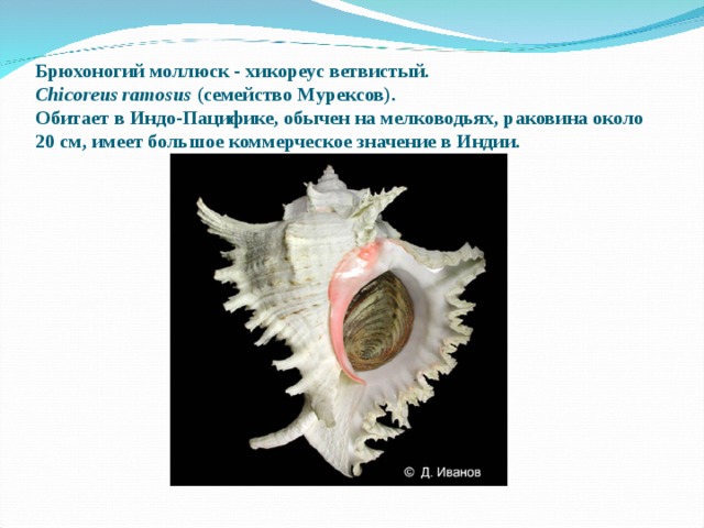 Брюхоногий моллюск - хикореус ветвистый.   Chicoreus ramosus  (семейство Мурексов).   Обитает в Индо-Пацифике, обычен на мелководьях, раковина около 20 см, имеет большое коммерческое значение в Индии. 